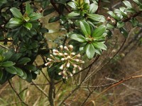 Baccharis pululahuensis