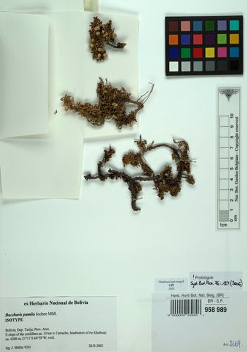Baccharis pumila