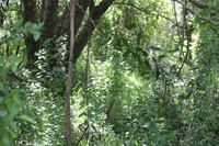 Baccharis punctulata