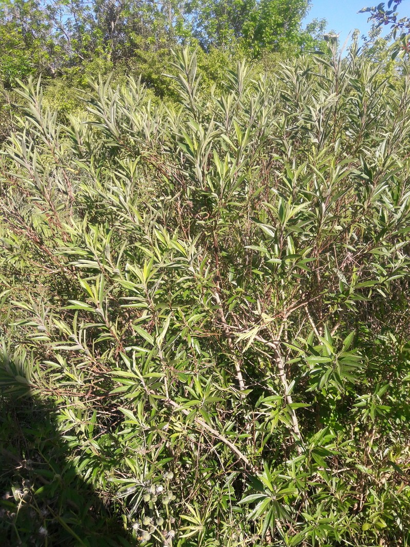 Baccharis punctulata photo 3