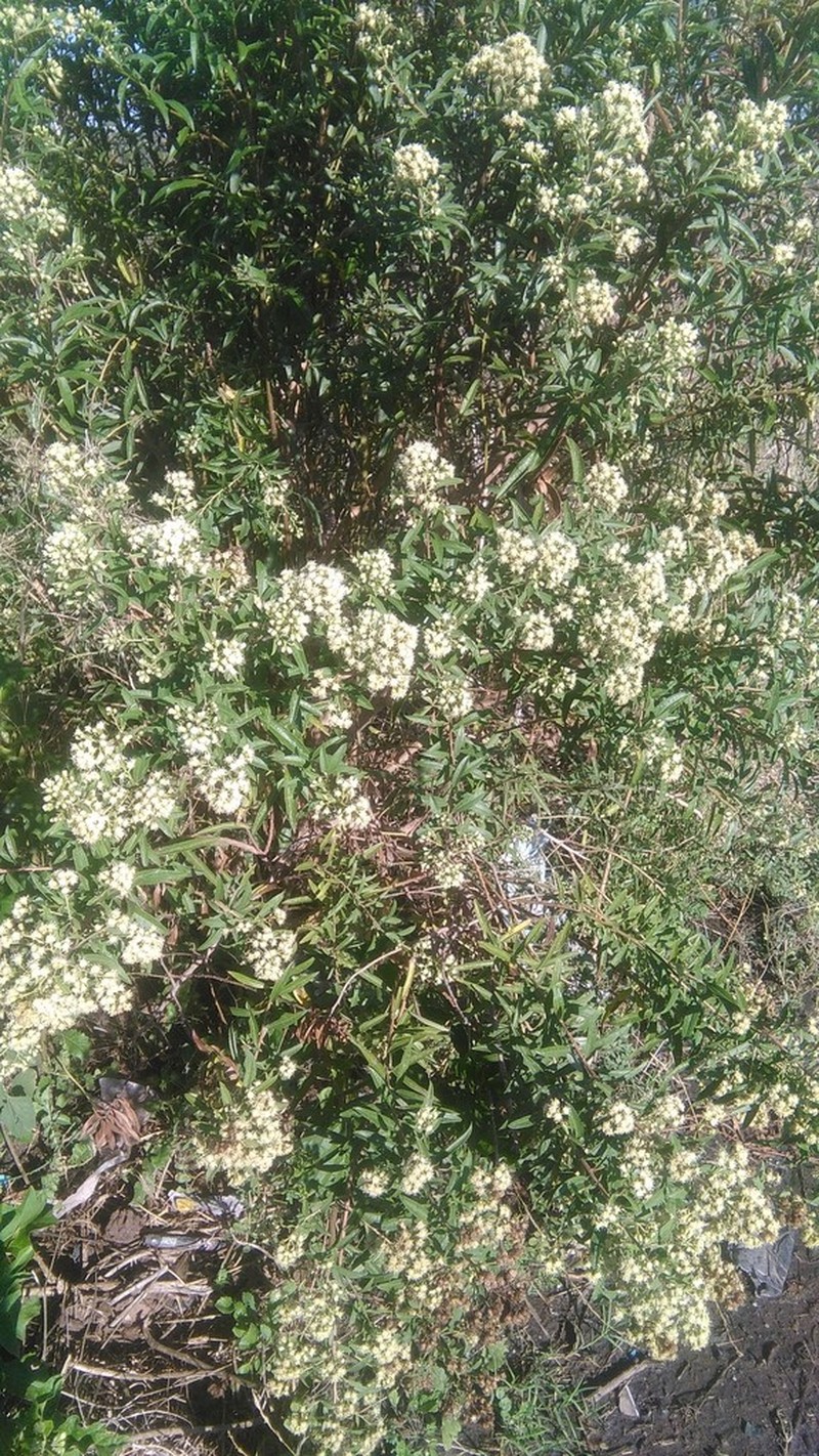Baccharis punctulata photo 4