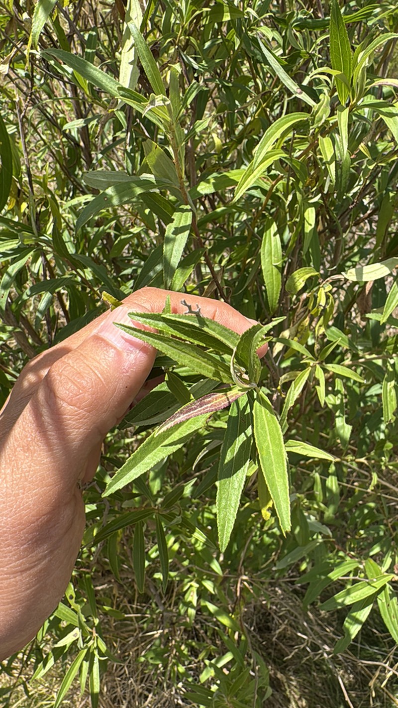 Baccharis punctulata photo 5