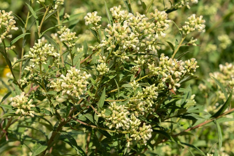 Baccharis punctulata photo 6