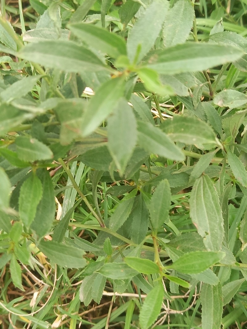Baccharis punctulata photo 7