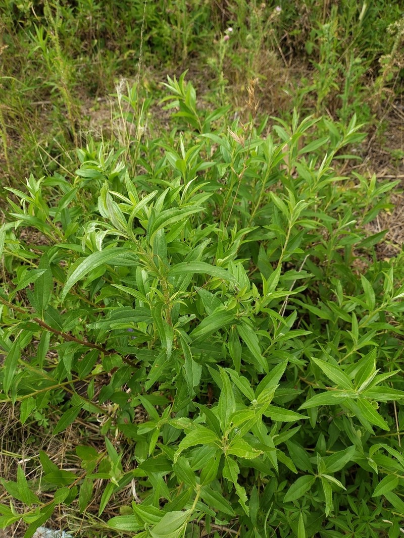 Baccharis punctulata photo 8