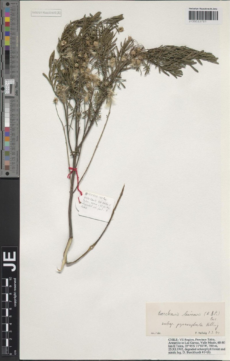 Baccharis pycnocephala
