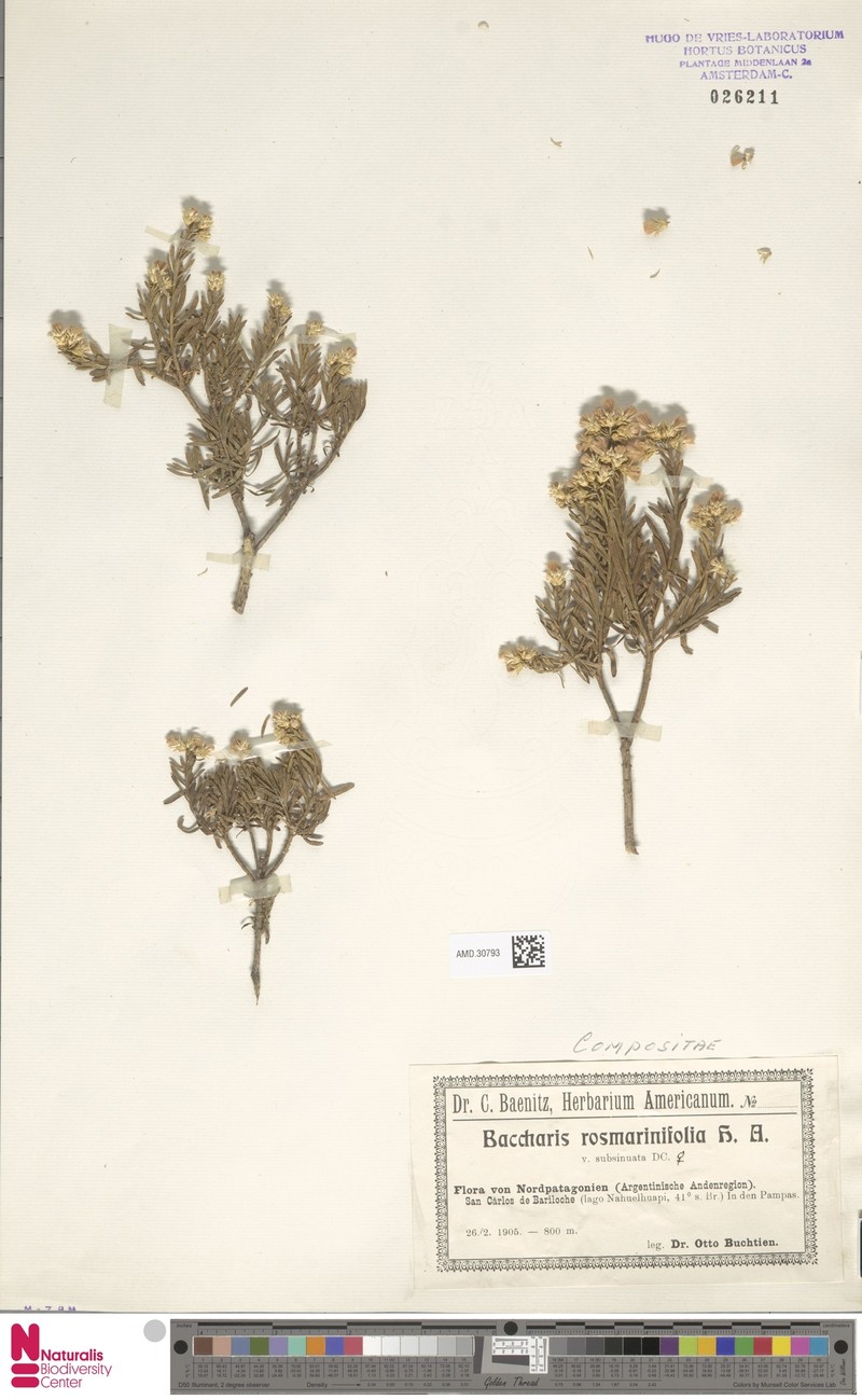 Baccharis pycnocephala photo 2