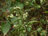 Baccharis quitensis