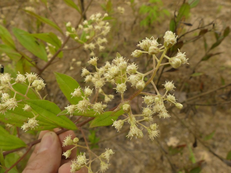 Baccharis quitensis photo 2