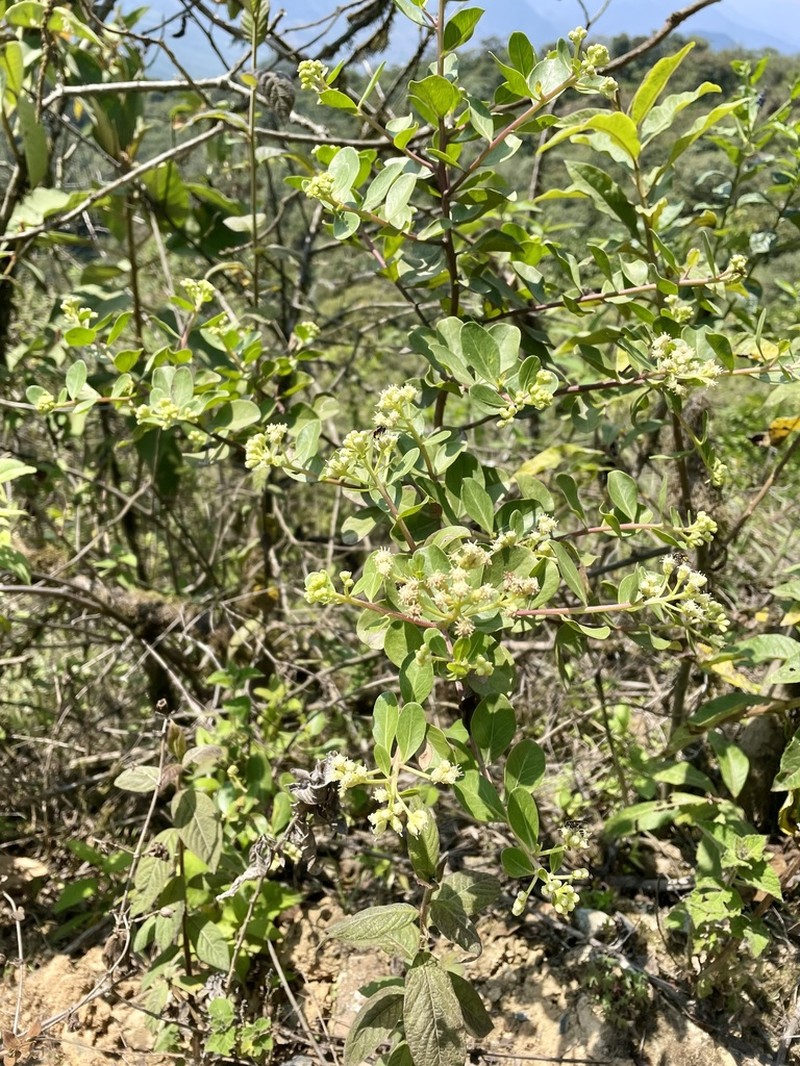 Baccharis quitensis photo 3
