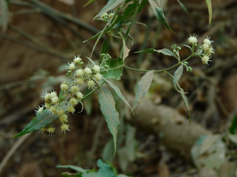 Baccharis quitensis photo 4