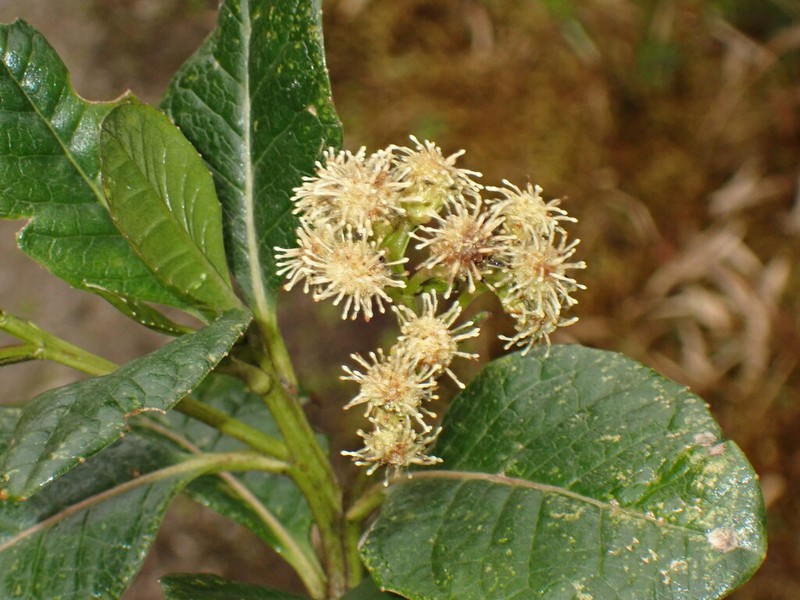 Baccharis quitensis photo 5