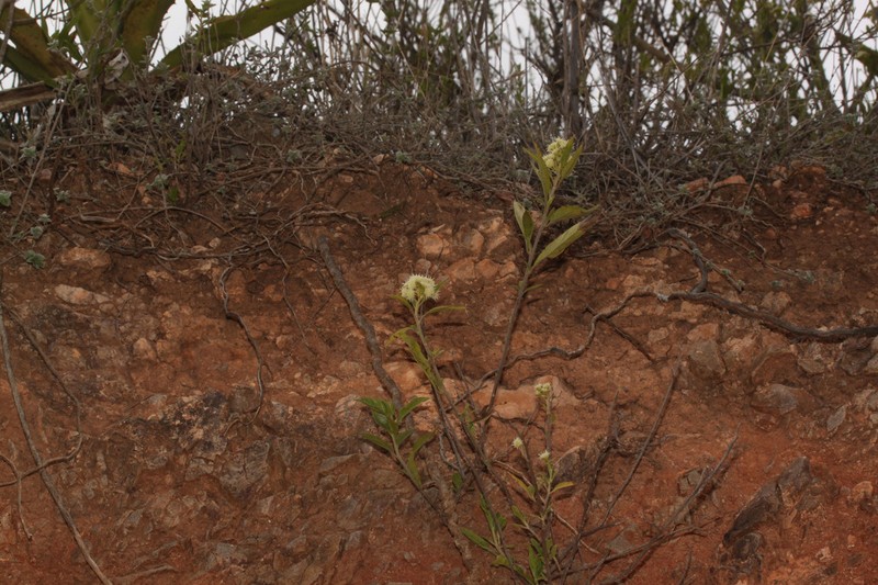 Baccharis quitensis photo 6