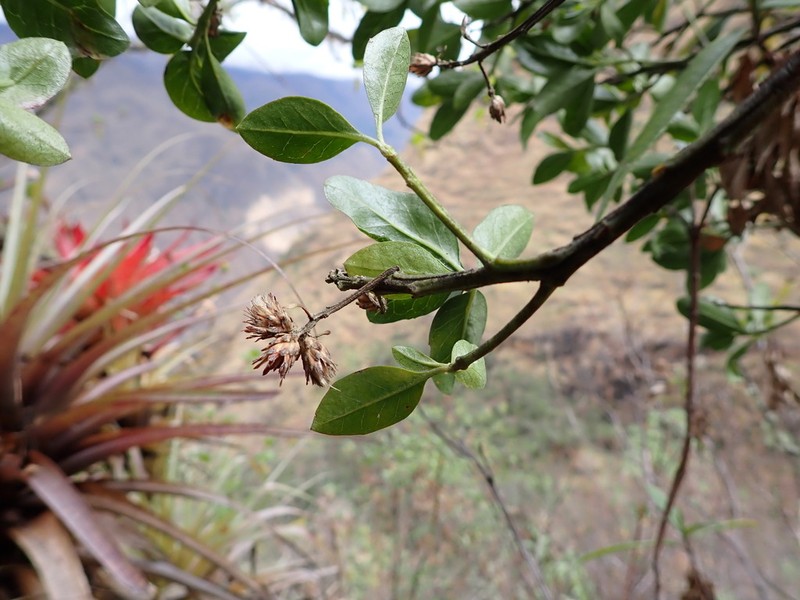 Baccharis quitensis photo 7