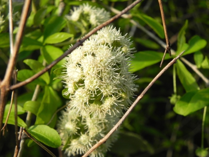 Baccharis quitensis photo 8