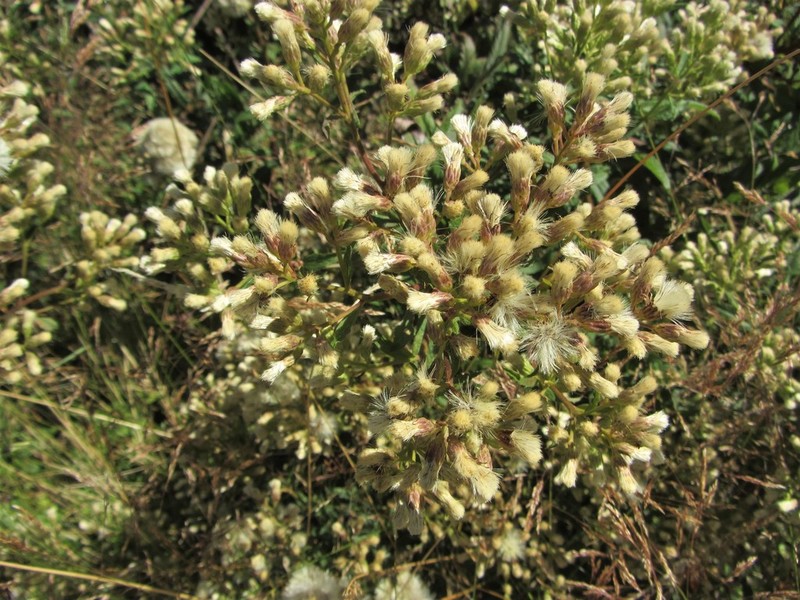 Baccharis racemosa