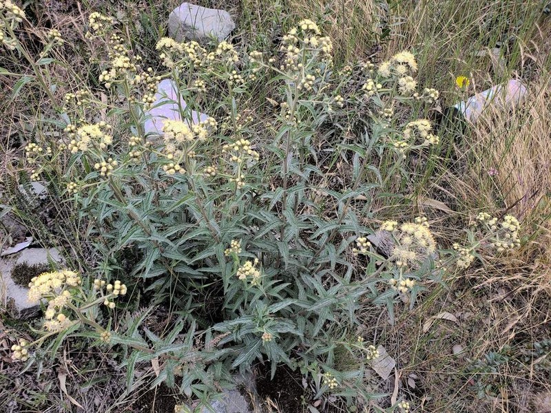 Baccharis racemosa photo 2