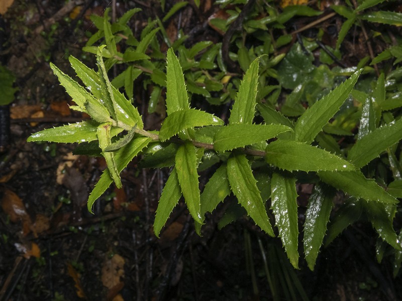 Baccharis racemosa photo 3