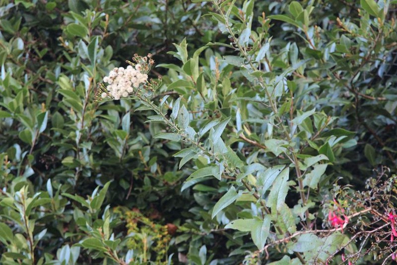Baccharis racemosa photo 4
