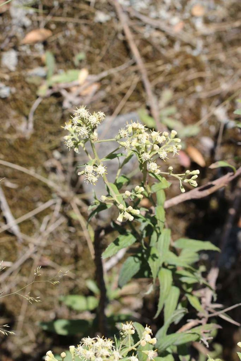 Baccharis racemosa photo 5