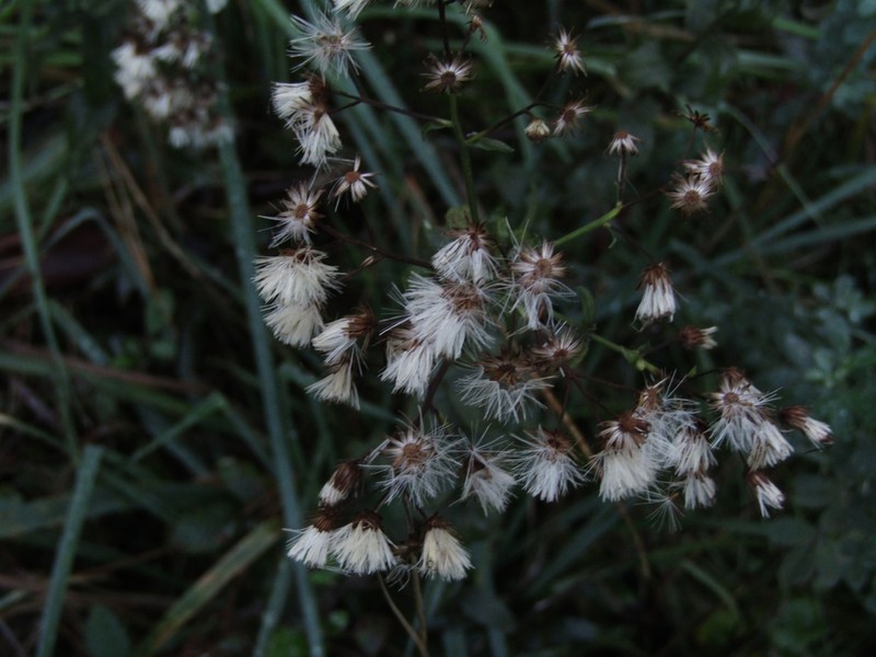 Baccharis racemosa photo 6