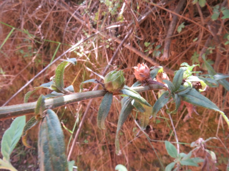 Baccharis racemosa photo 7