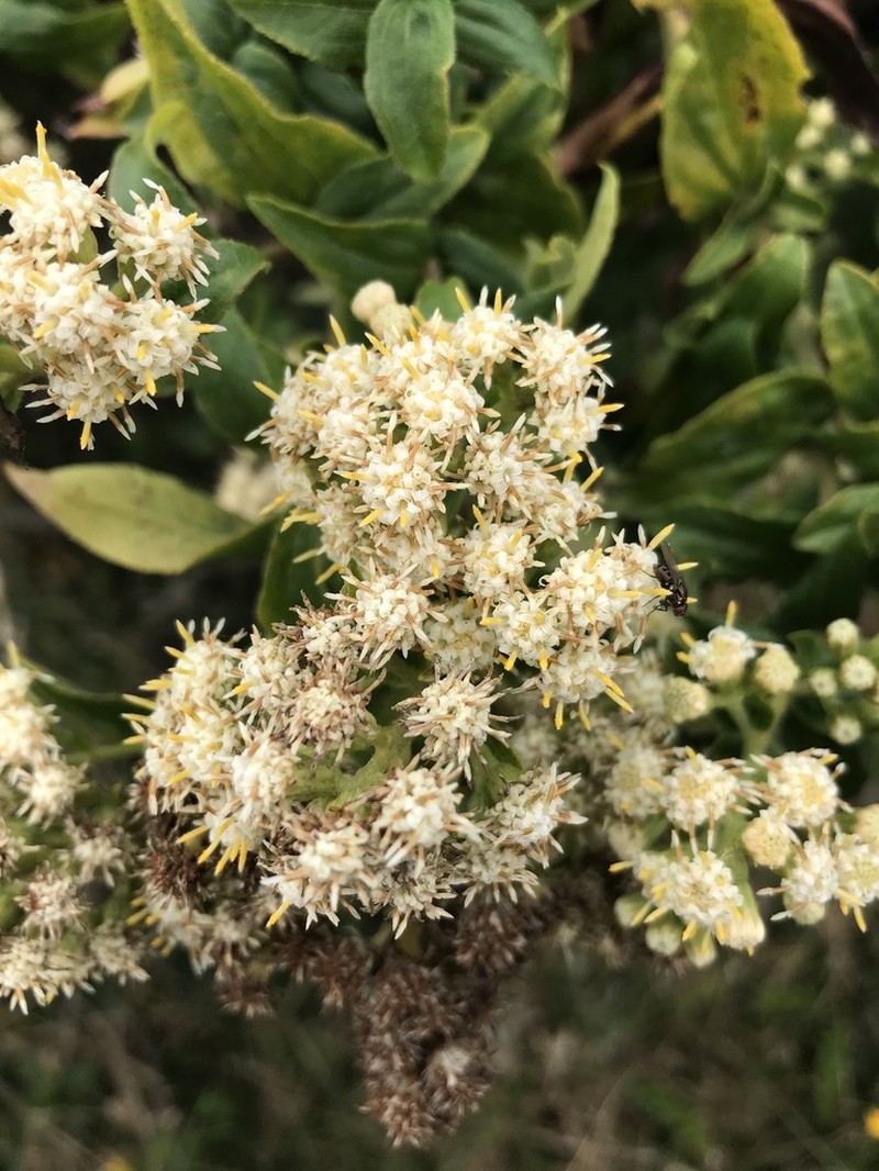 Baccharis racemosa photo 8