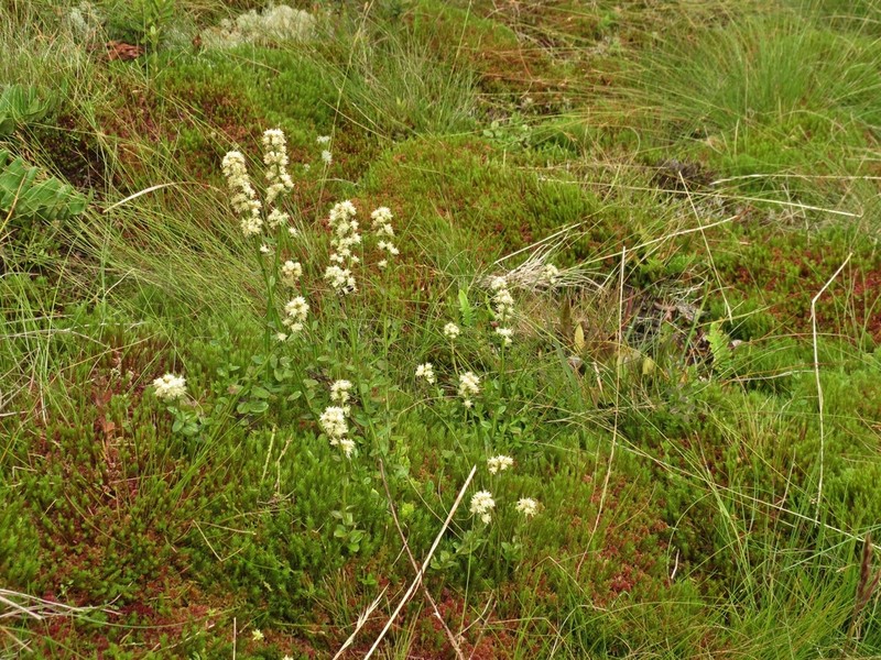 Baccharis ramboi