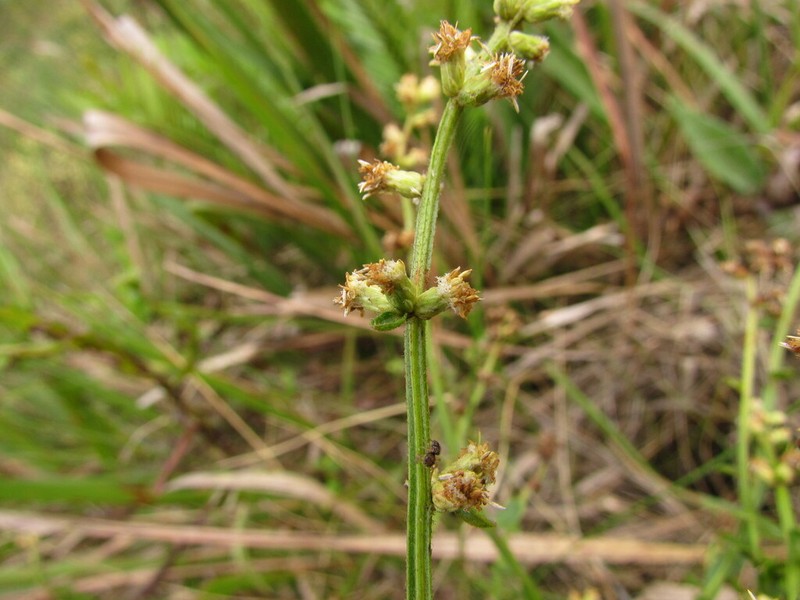 Baccharis ramboi photo 2