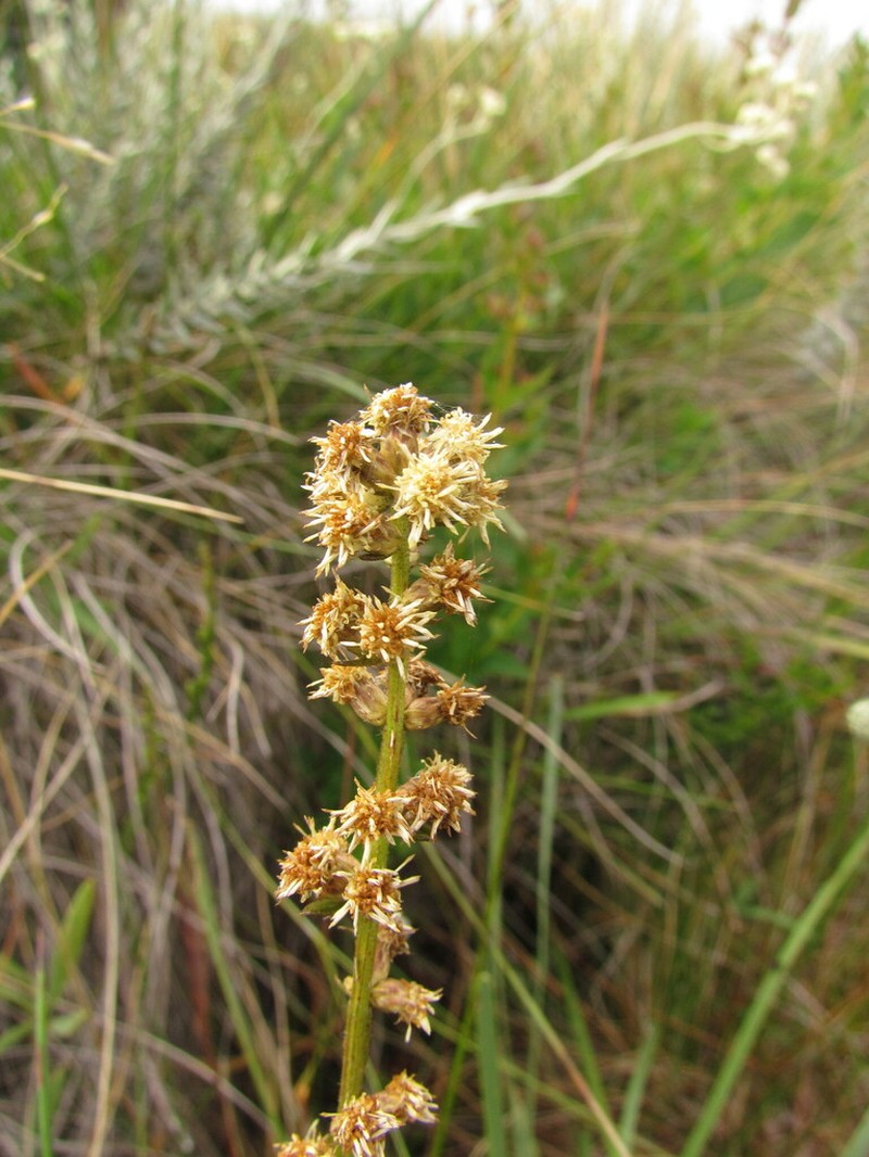 Baccharis ramboi photo 3