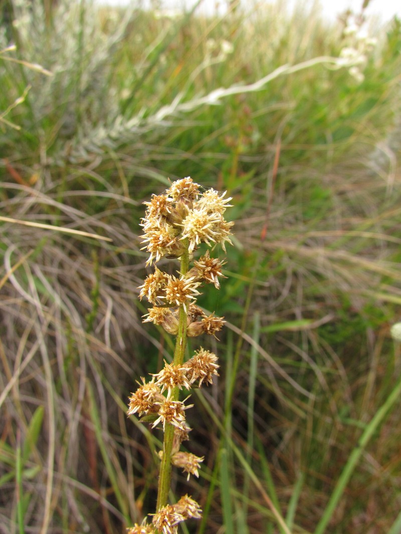 Baccharis ramboi photo 4
