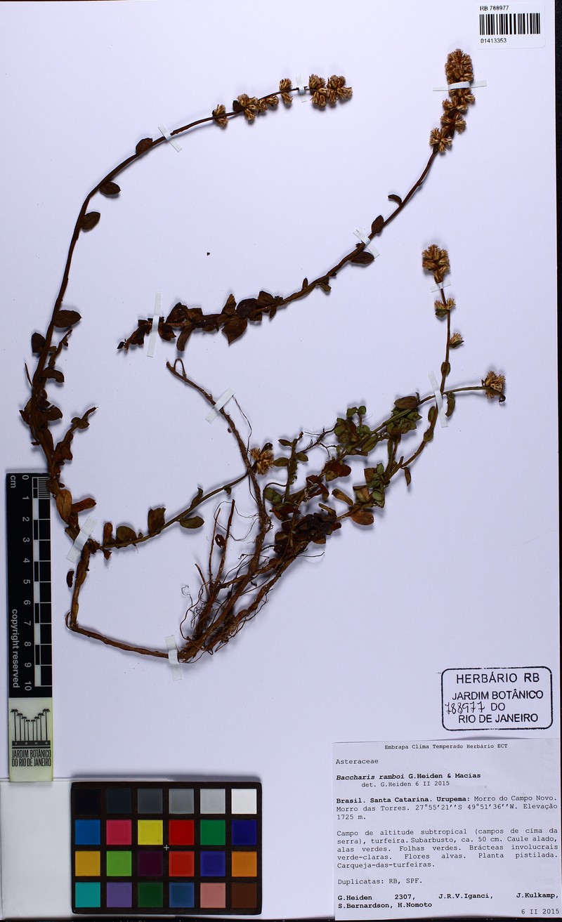 Baccharis ramboi photo 6