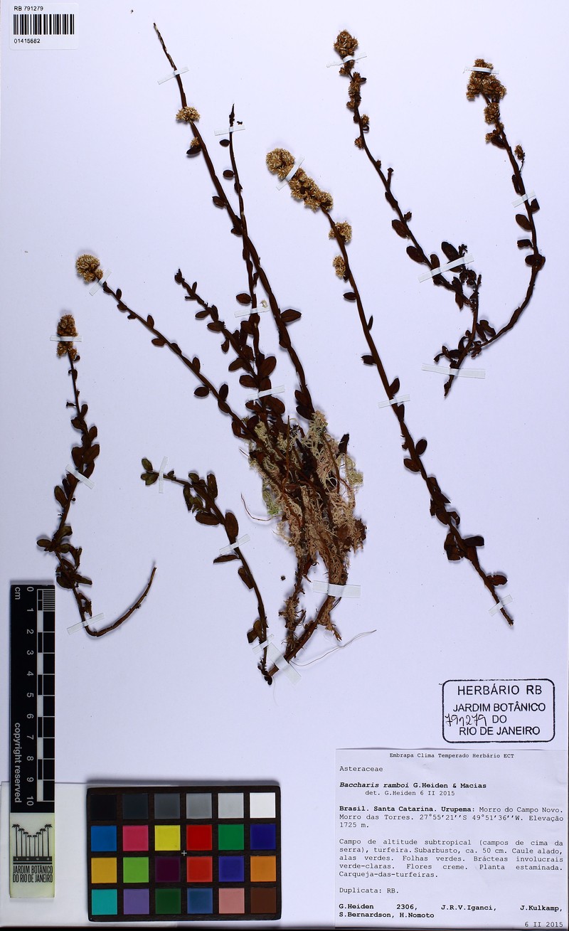 Baccharis ramboi photo 7