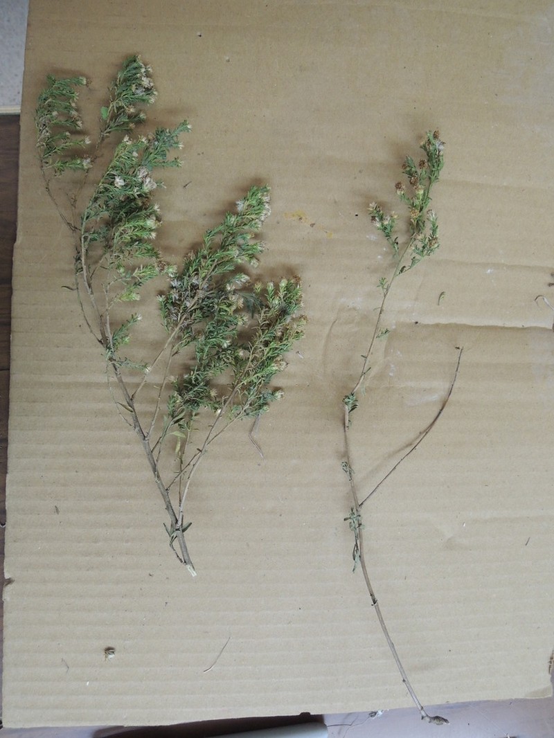 Baccharis ramiflora