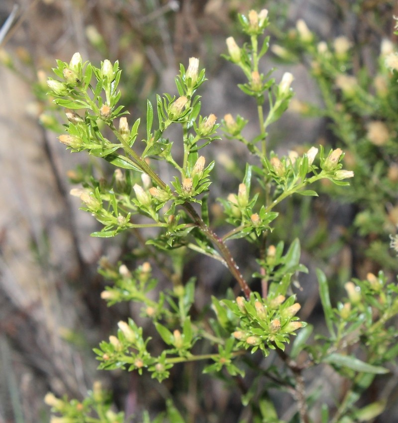 Baccharis ramiflora photo 2
