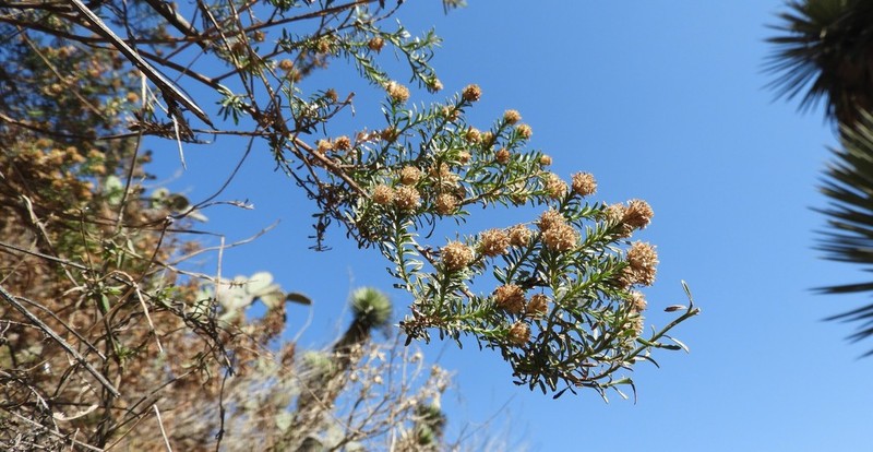Baccharis ramiflora photo 3