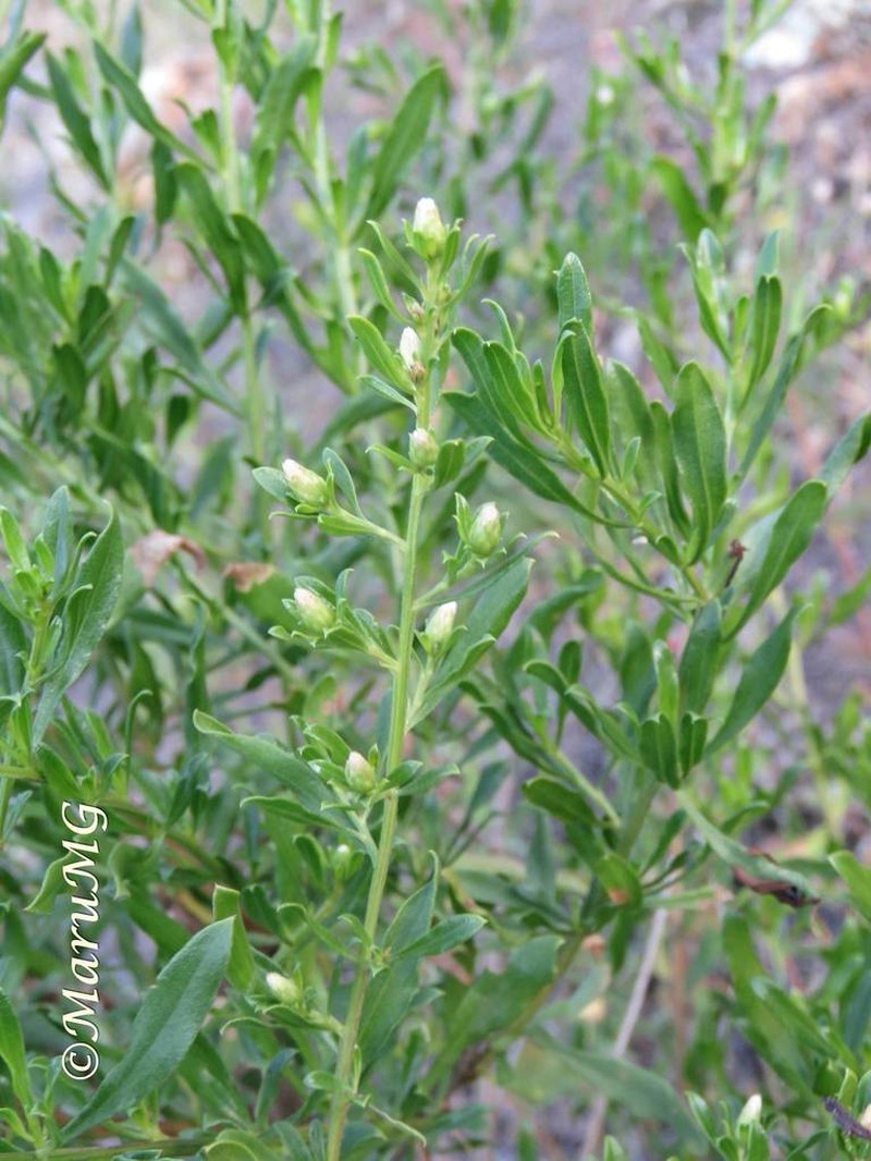 Baccharis ramiflora photo 4