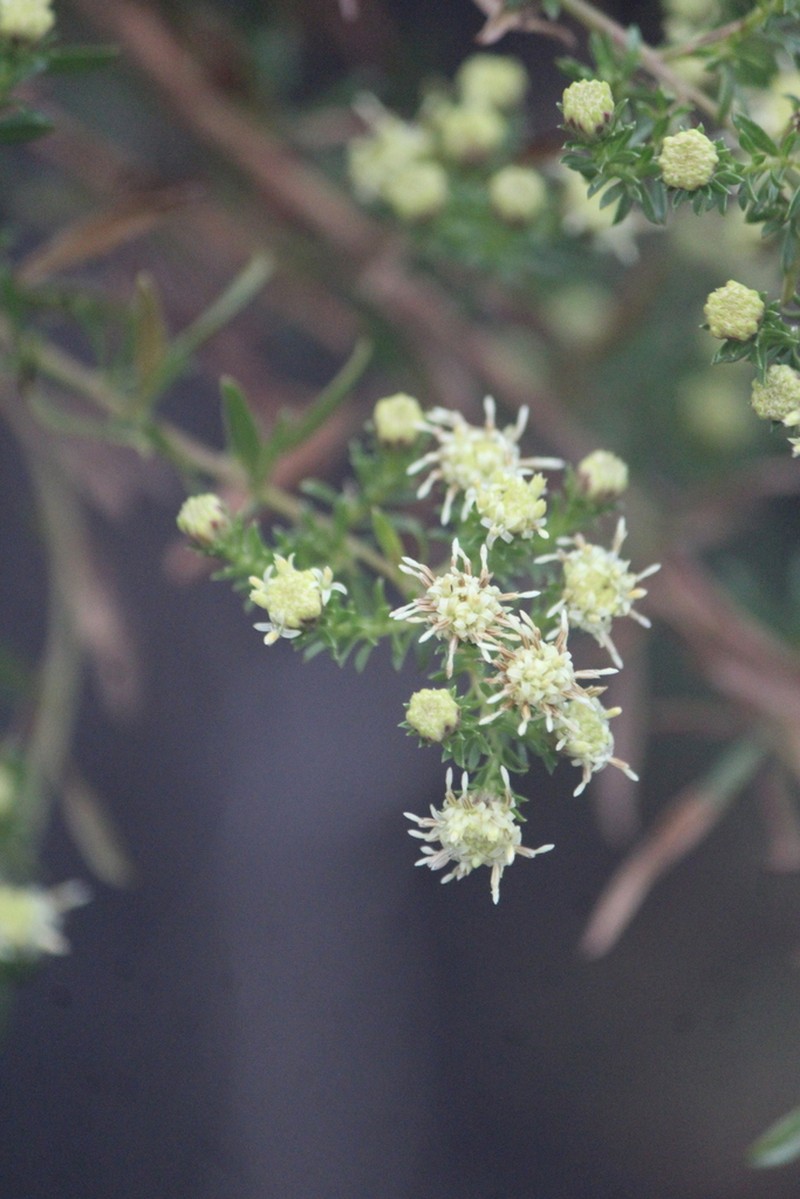 Baccharis ramiflora photo 5