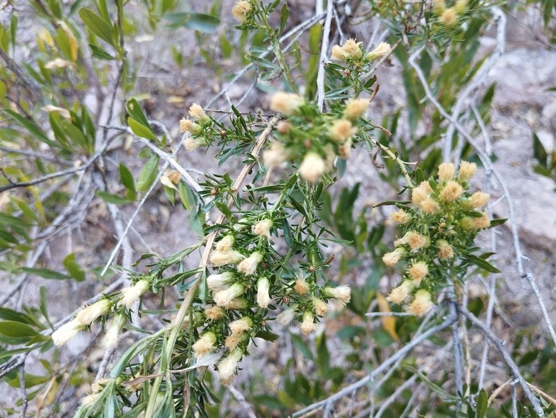 Baccharis ramiflora photo 6
