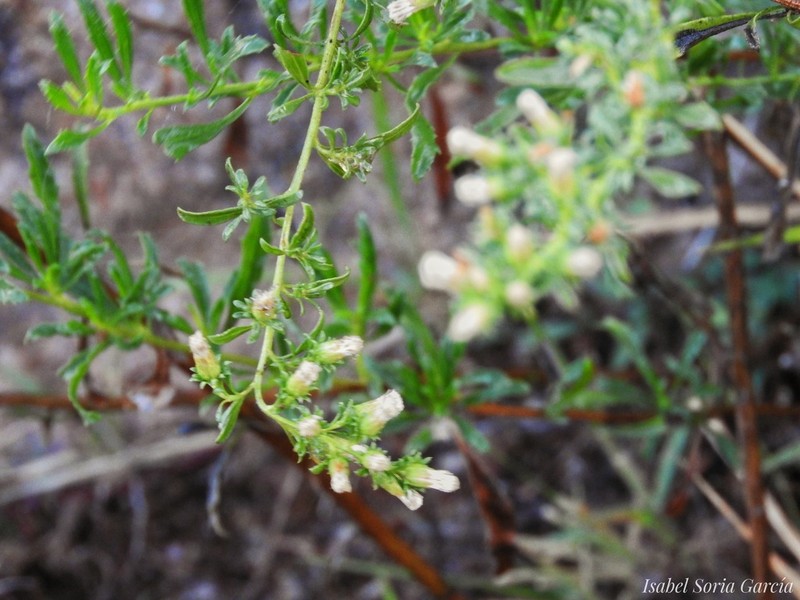 Baccharis ramiflora photo 7