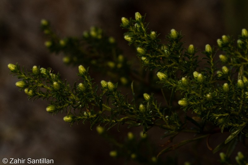 Baccharis ramiflora photo 8