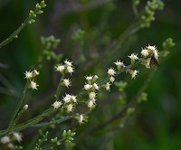 Baccharis rectialata