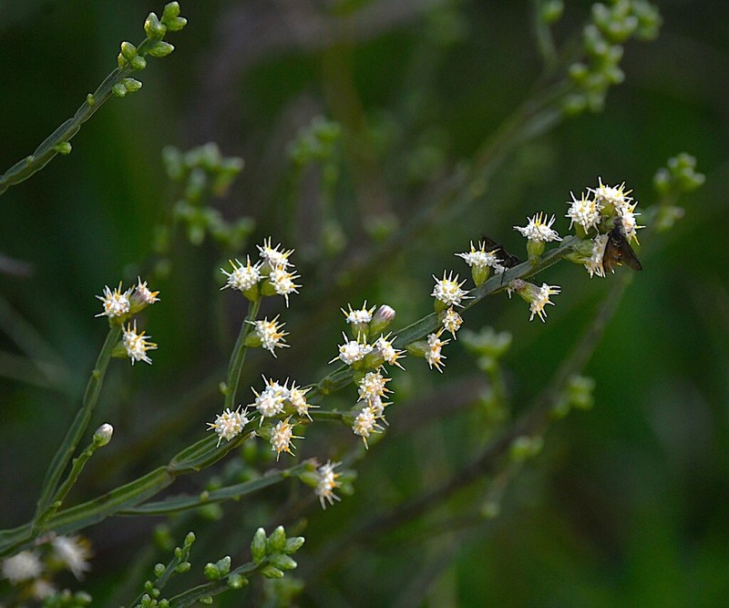Baccharis rectialata
