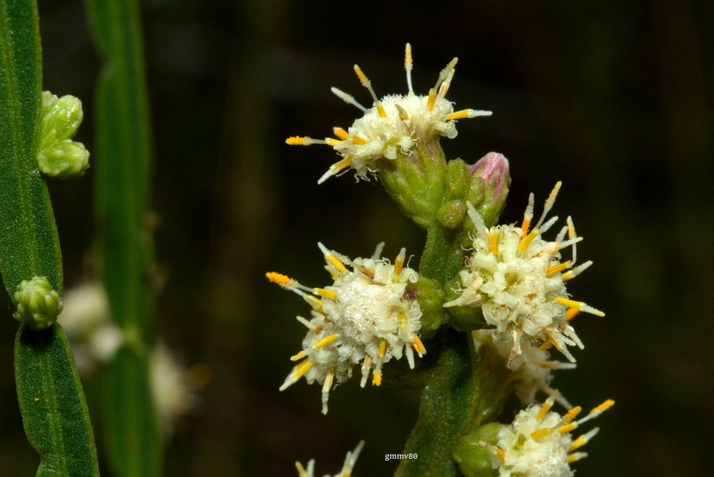 Baccharis rectialata photo 2