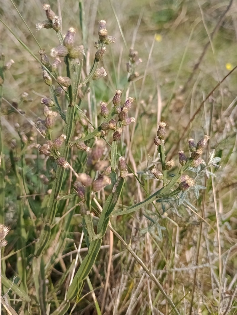 Baccharis rectialata photo 3