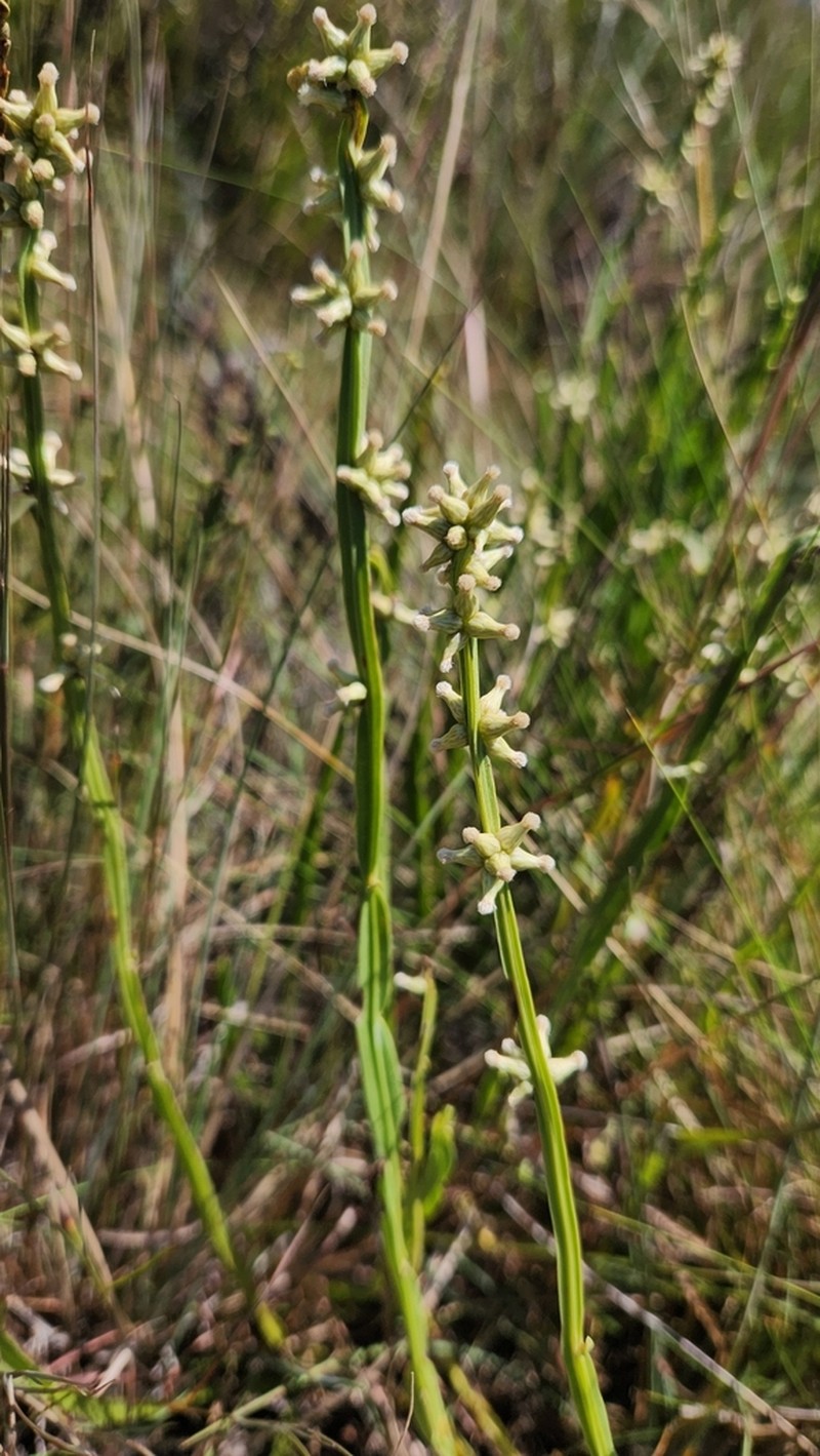 Baccharis rectialata photo 4