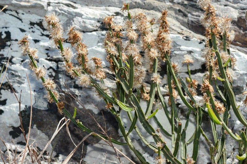 Baccharis rectialata photo 5