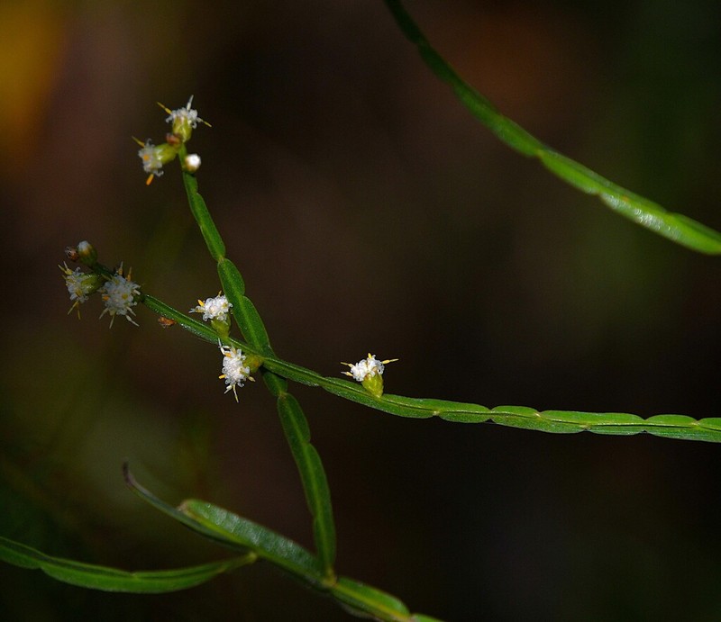 Baccharis rectialata photo 6