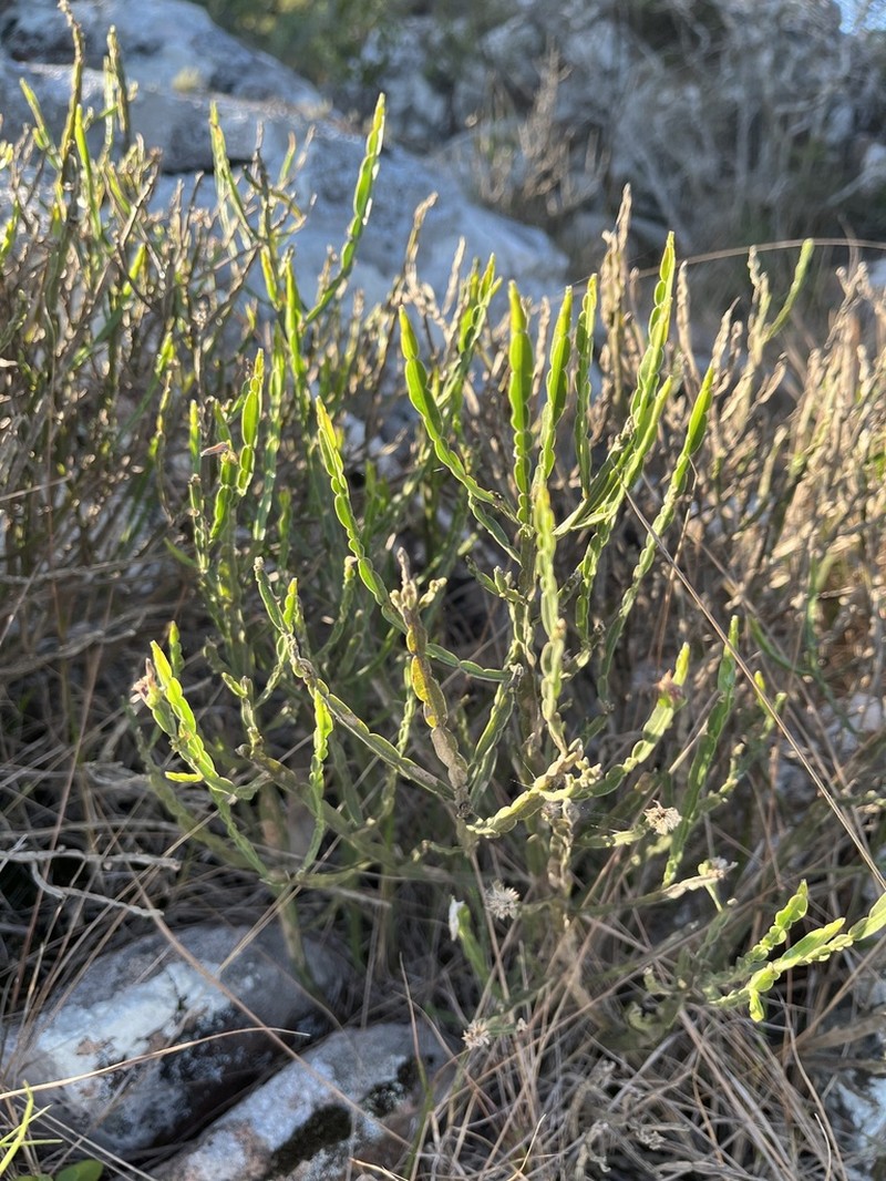 Baccharis rectialata photo 7