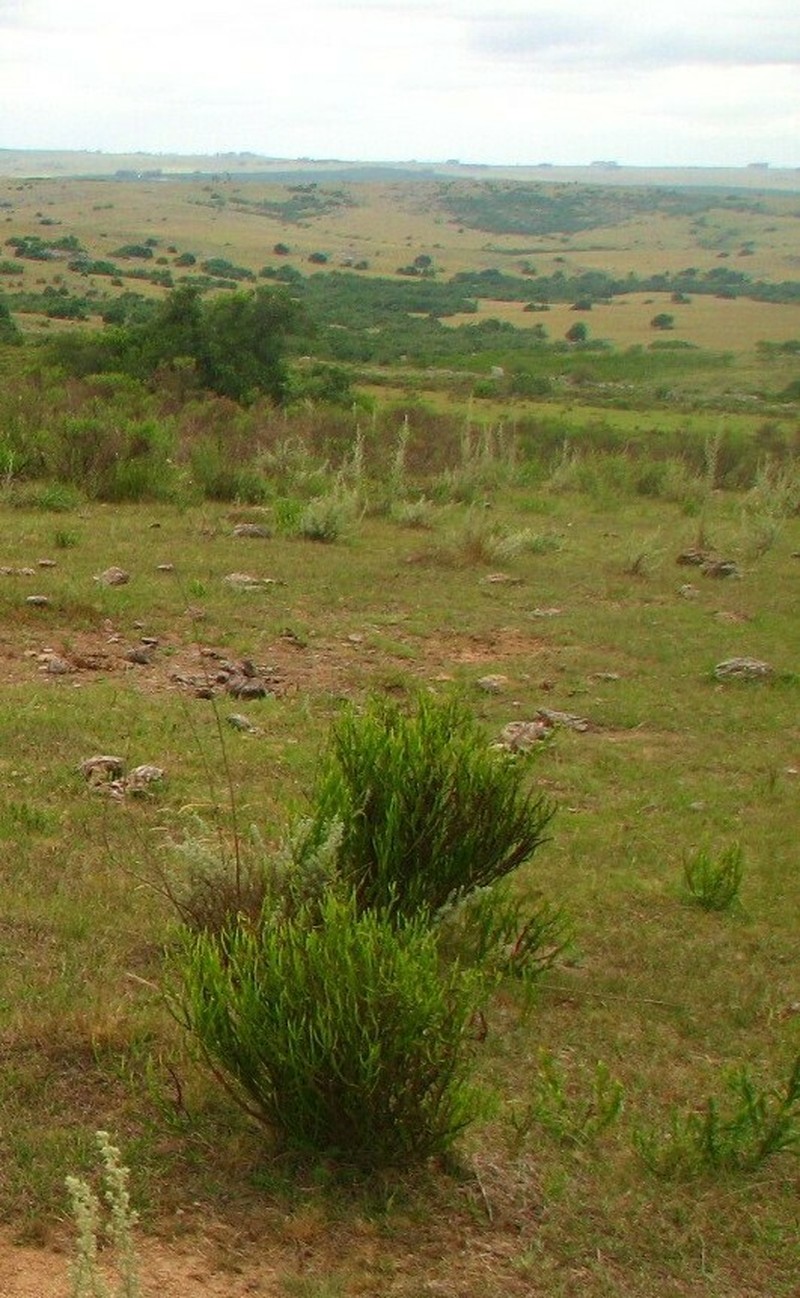 Baccharis rectialata photo 8